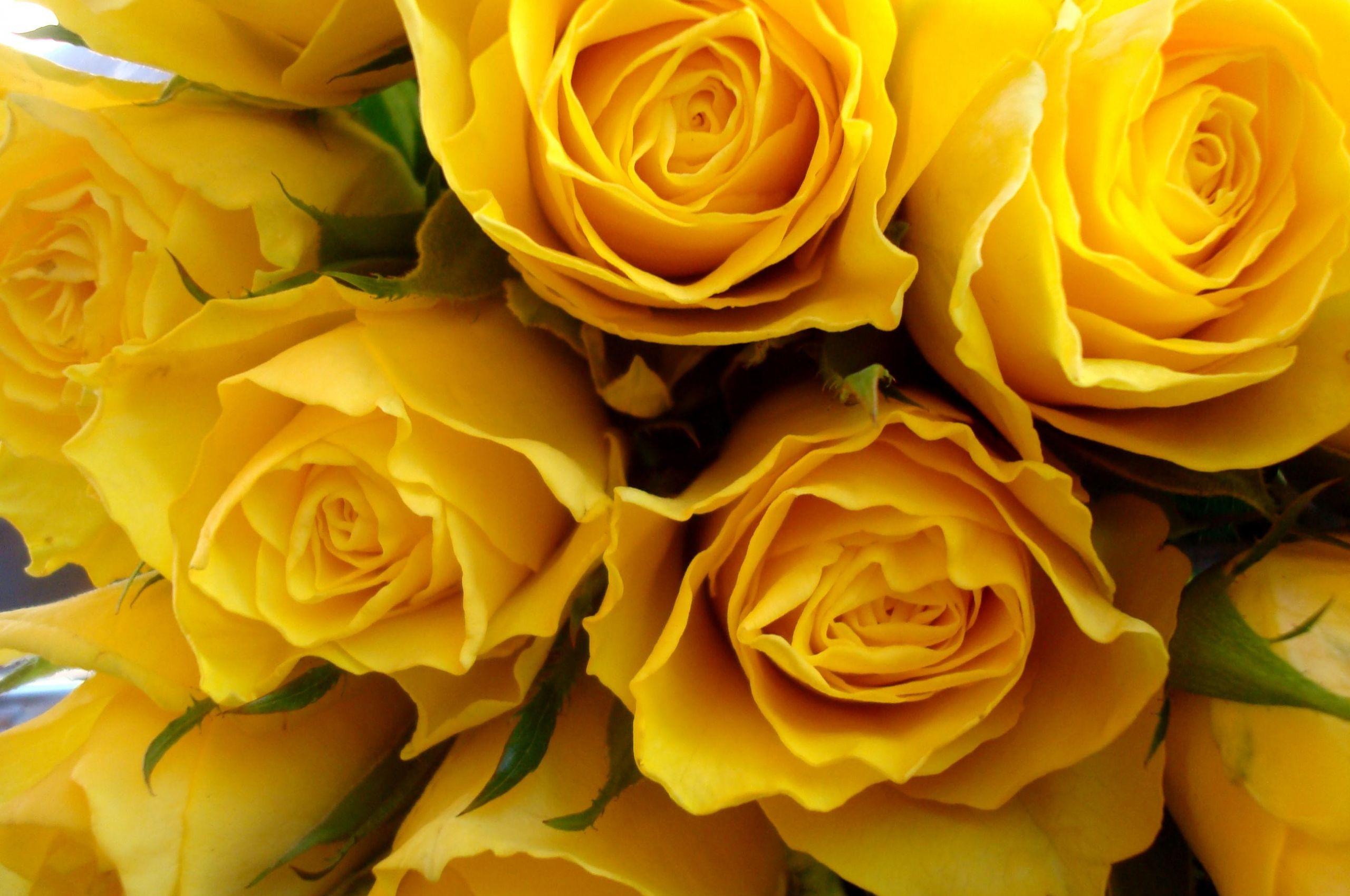 Yellow Rose Aesthetic Wallpapers - Top Free Yellow Rose Aesthetic ...