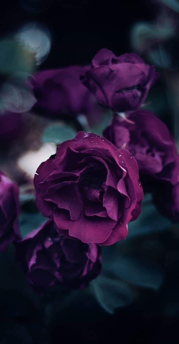 720x1384 Gothic Purple Roses