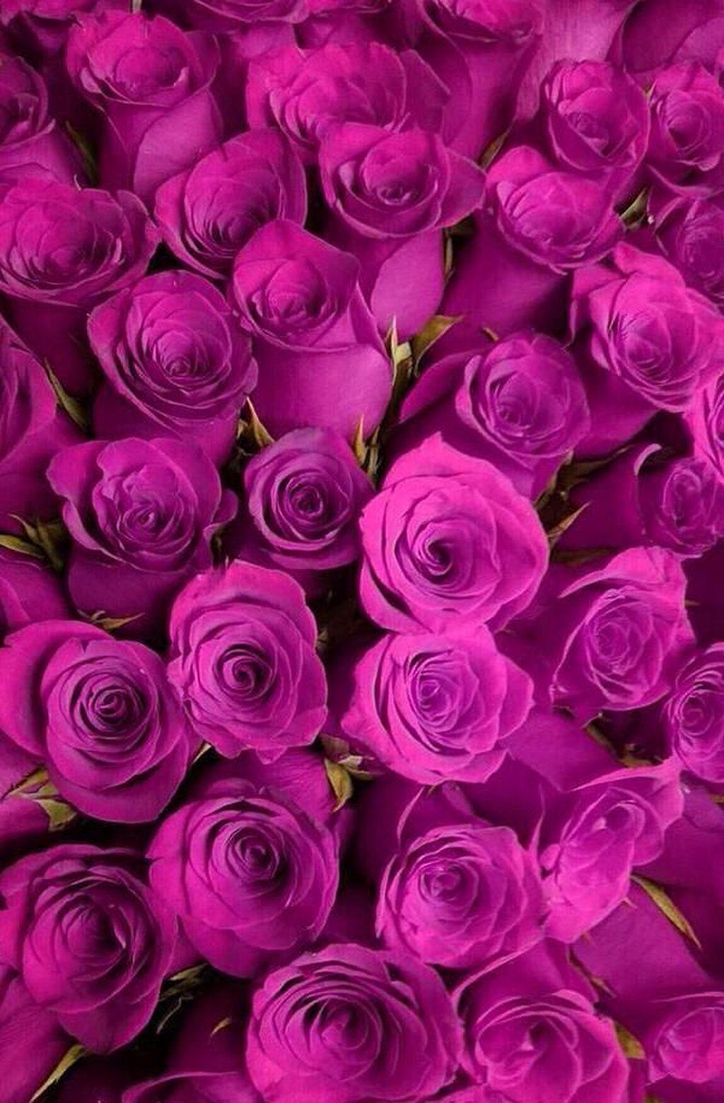 Purple and Pink Roses Wallpapers - Top Free Purple and Pink Roses ...