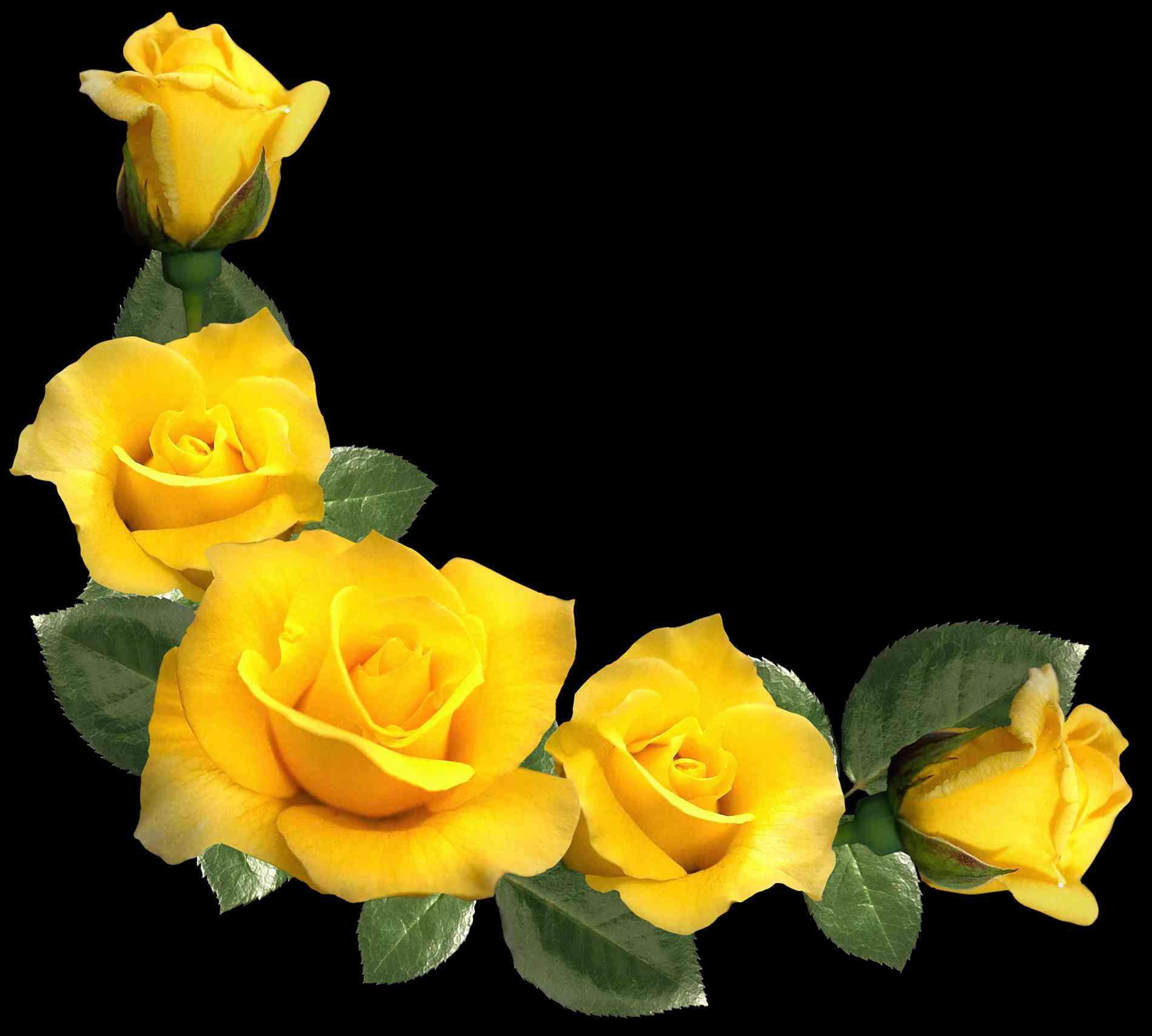 1900x1708 Rose Background Aesthetic