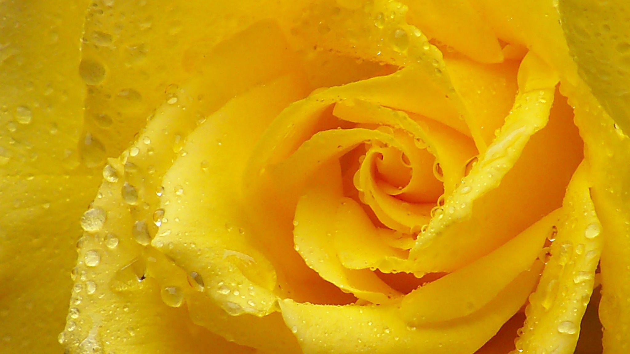 2048x1152 Yellow Rose Background
