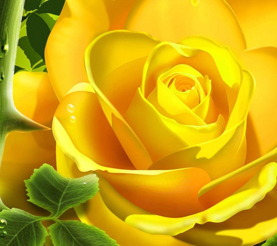 960x854 Yellow Rose Texas wallpaper background (960 x 854 )