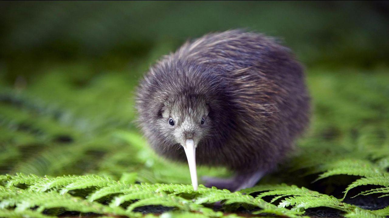 1280x720 Kiwi Wallpaper for Android