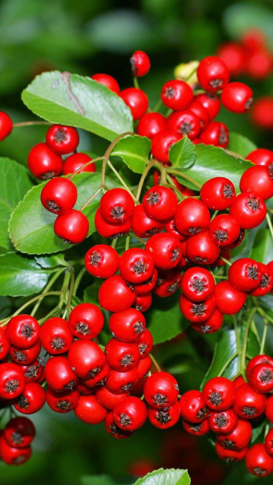 Fruit iPhone Wallpapers Top Free Fruit iPhone Backgrounds