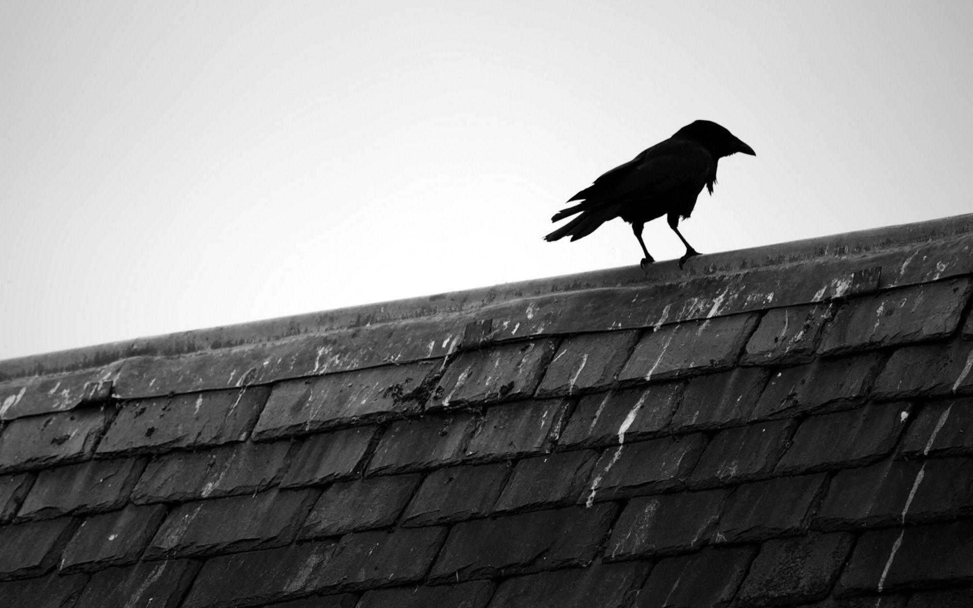 1920x1200 Crow HD Wallpaper
