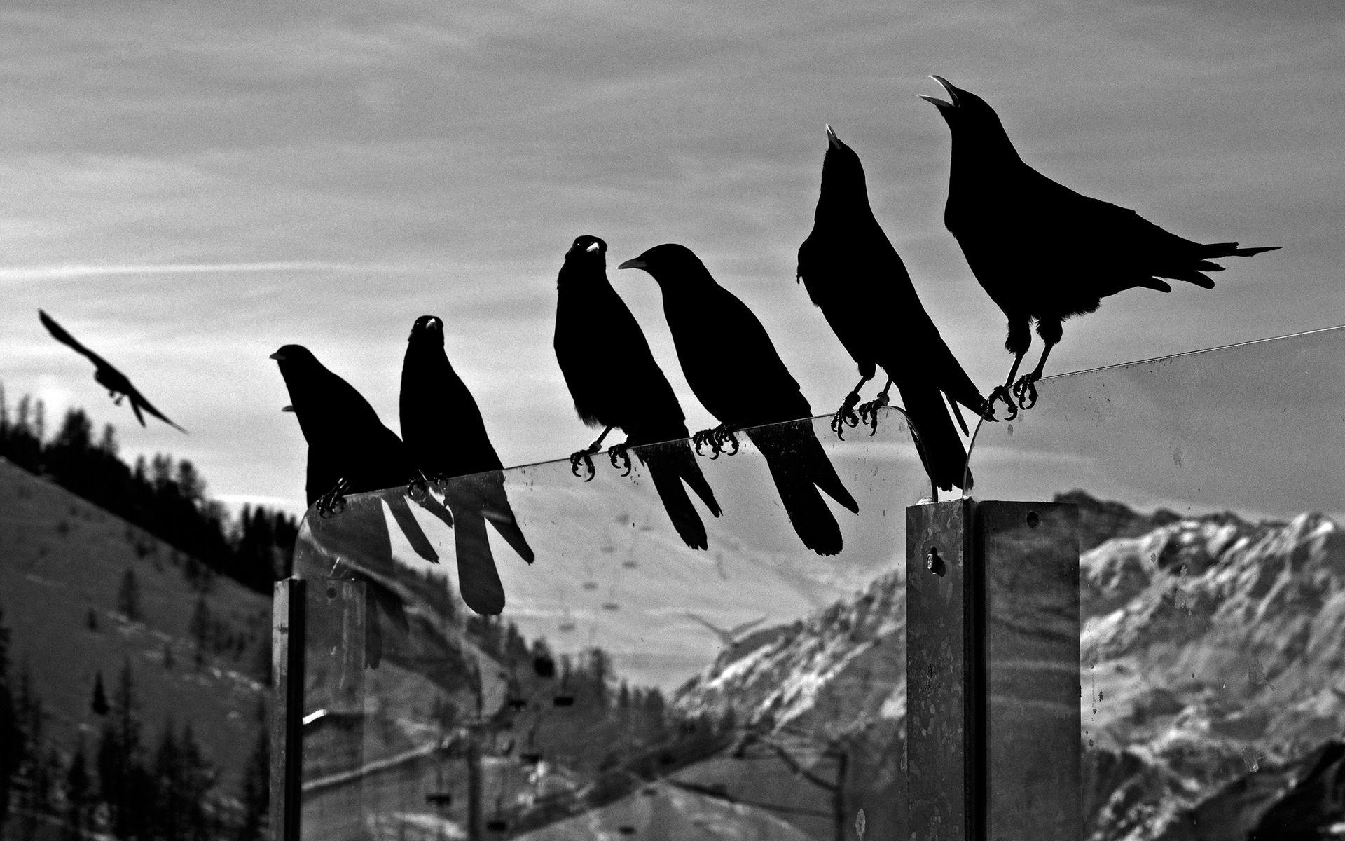 1920x1200 Free Download Crows Wallpaper