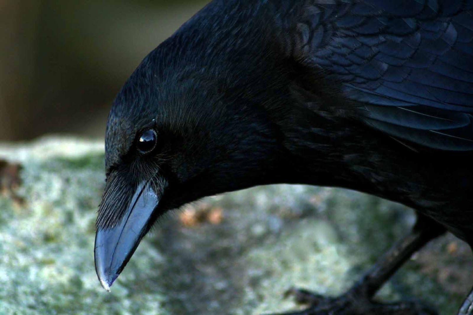 1600x1067 Crow HD Wallpaper