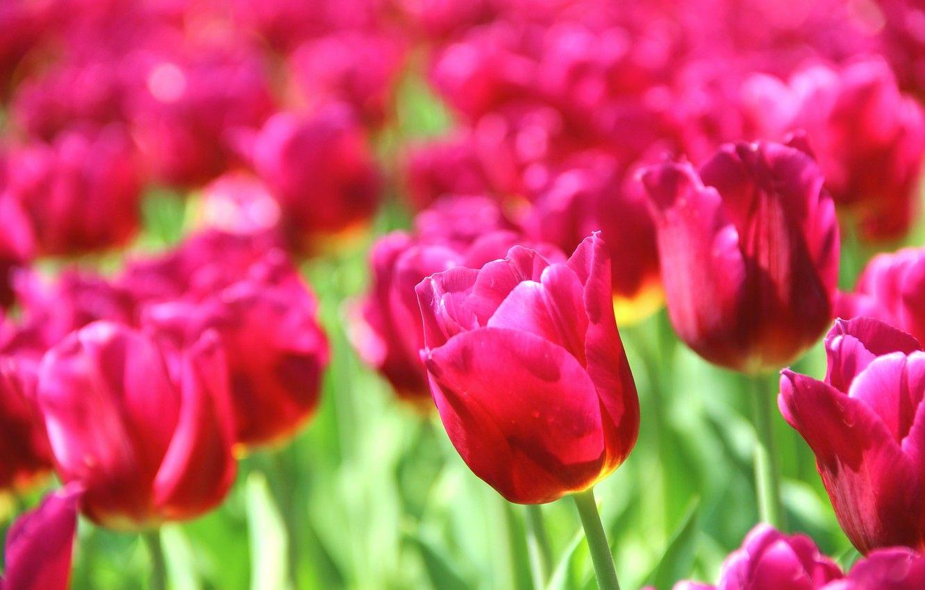 1332x850 Wallpaper flowers, nature, background, pink, Wallpaper, beautiful