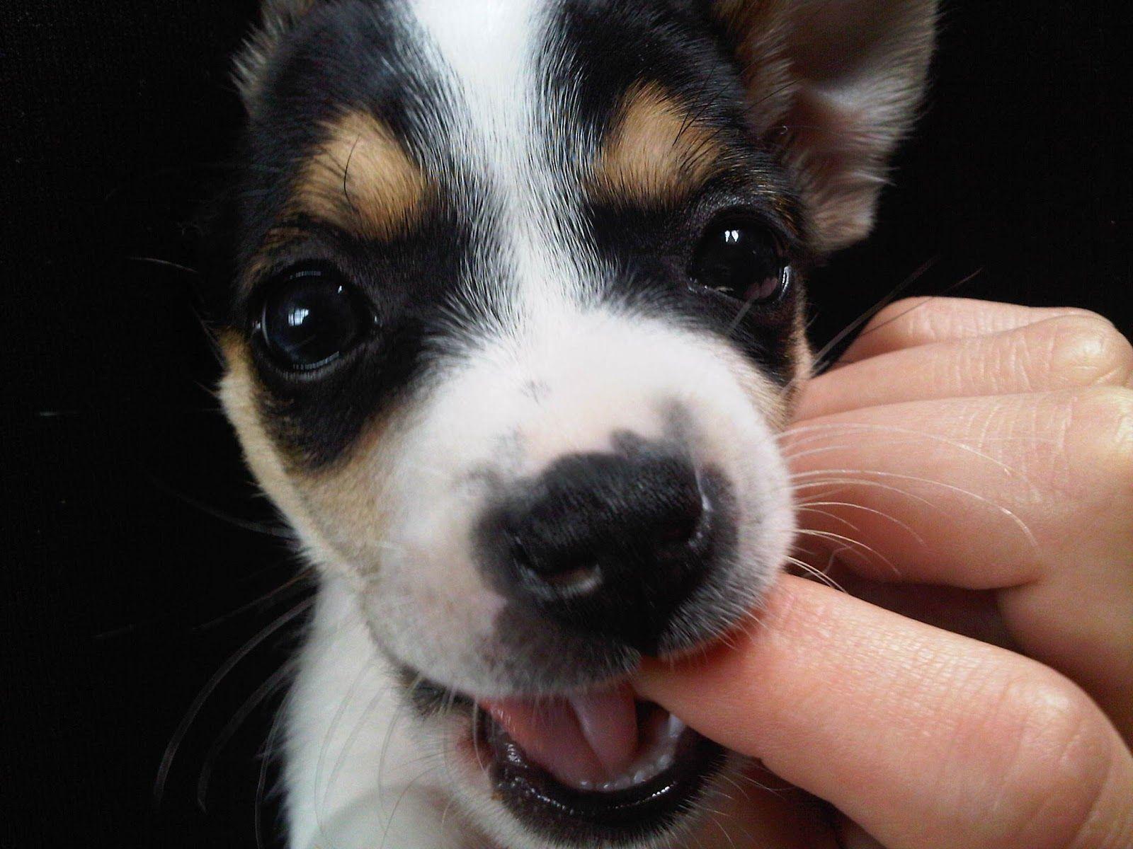 1600x1200 Jack Russell Wallpaper. Jack russell, Jack russell