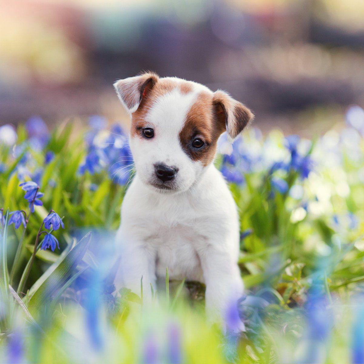 Jack Russell Wallpapers - Top Free Jack Russell Backgrounds