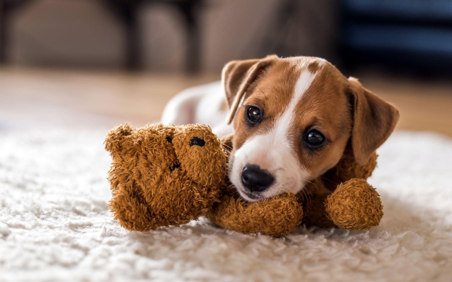 1920x1200 Brown Jack Russell Terrier Wallpaper
