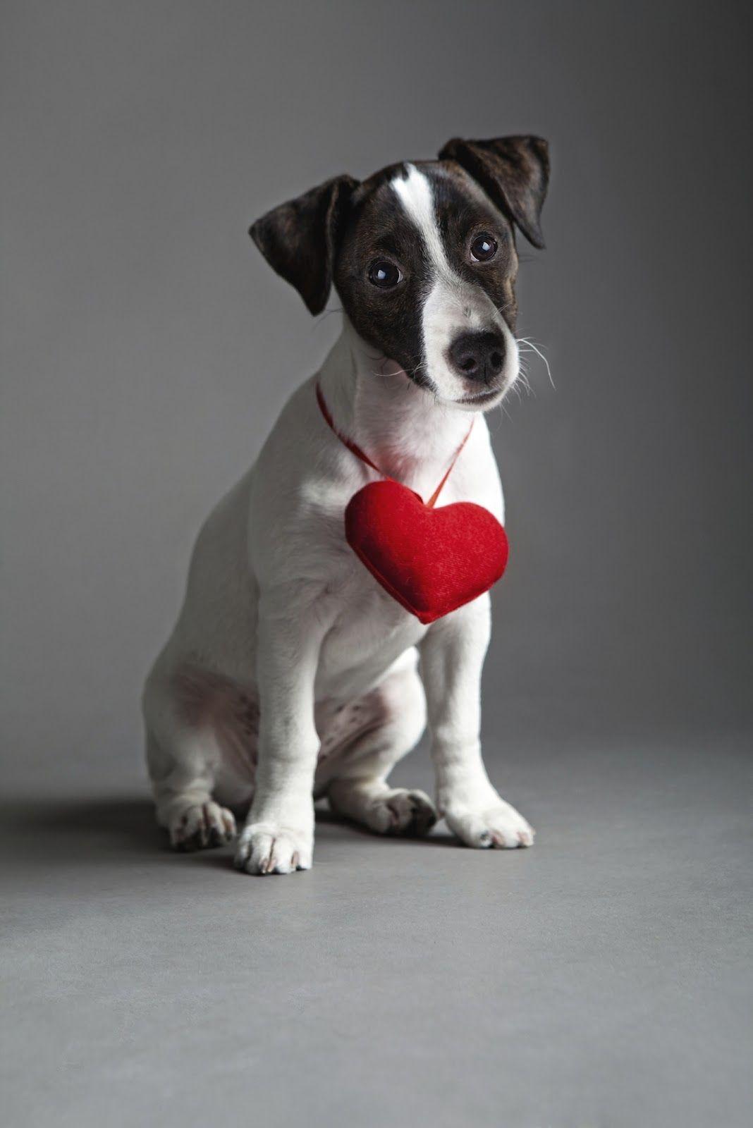1068x1600 Jack Russell Terrier with heart photo and wallpaper. Beautiful