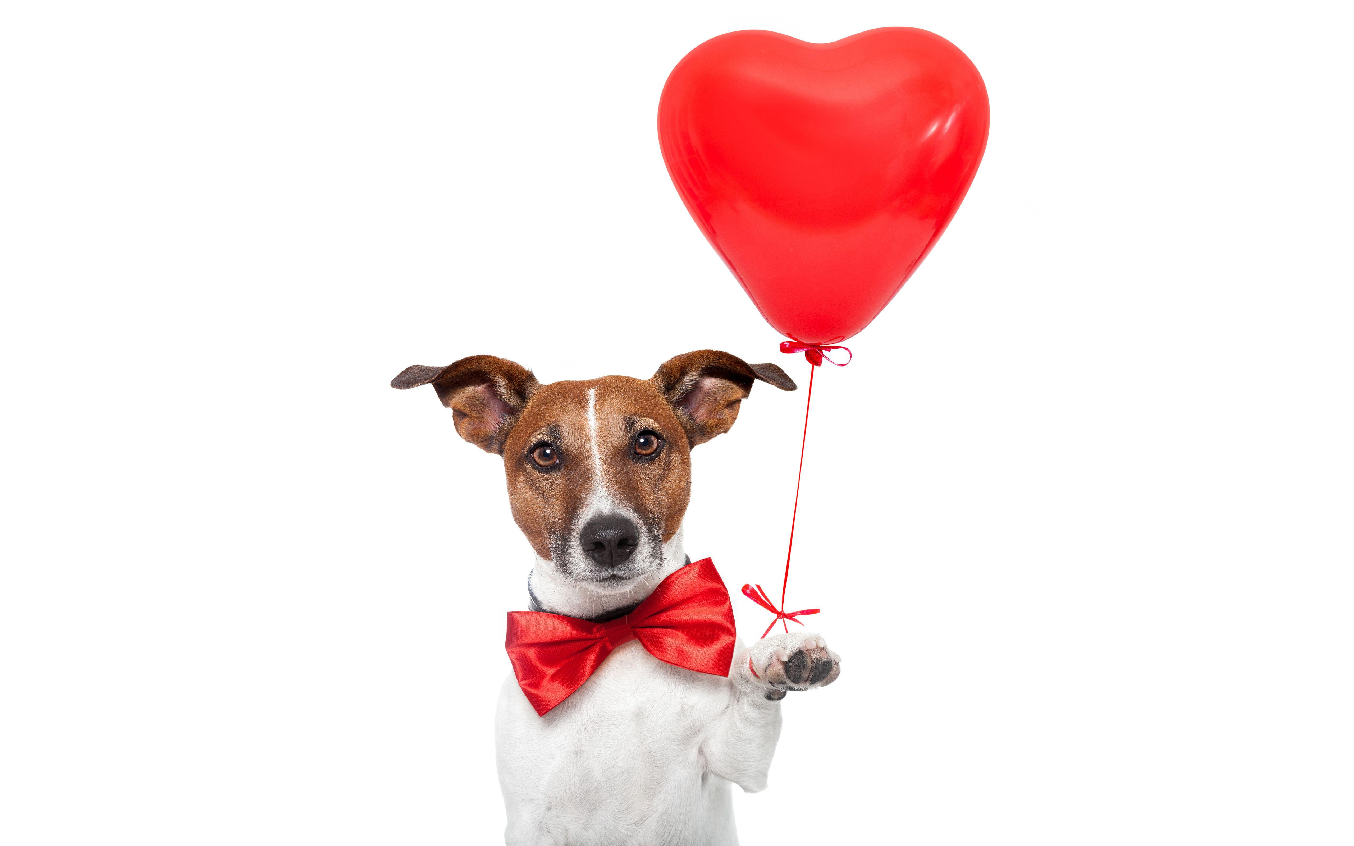 valentines day jack russell