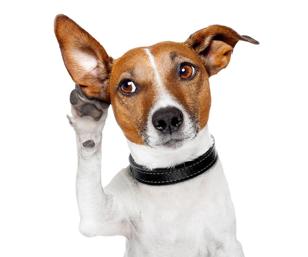 1228x1024 Wallpaper Jack Russell terrier Dogs Funny Paws animal Staring