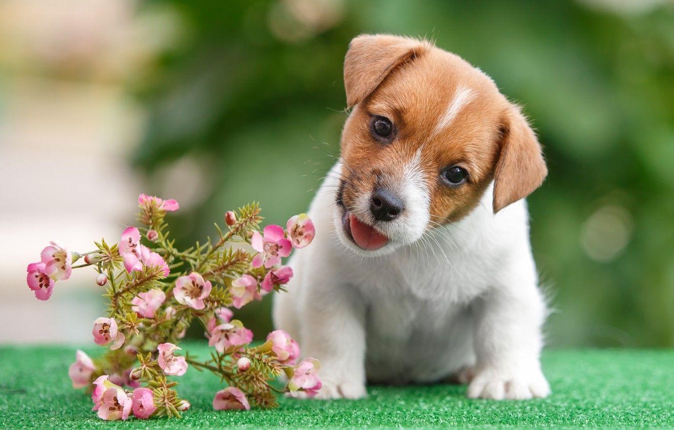 1332x850 Wallpaper flowers, puppy, Jack Russell Terrier image for desktop
