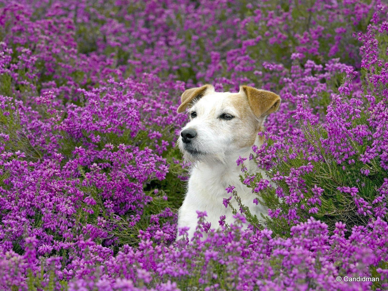 1600x1200 Jack Russell Russell Terriers wallpaper