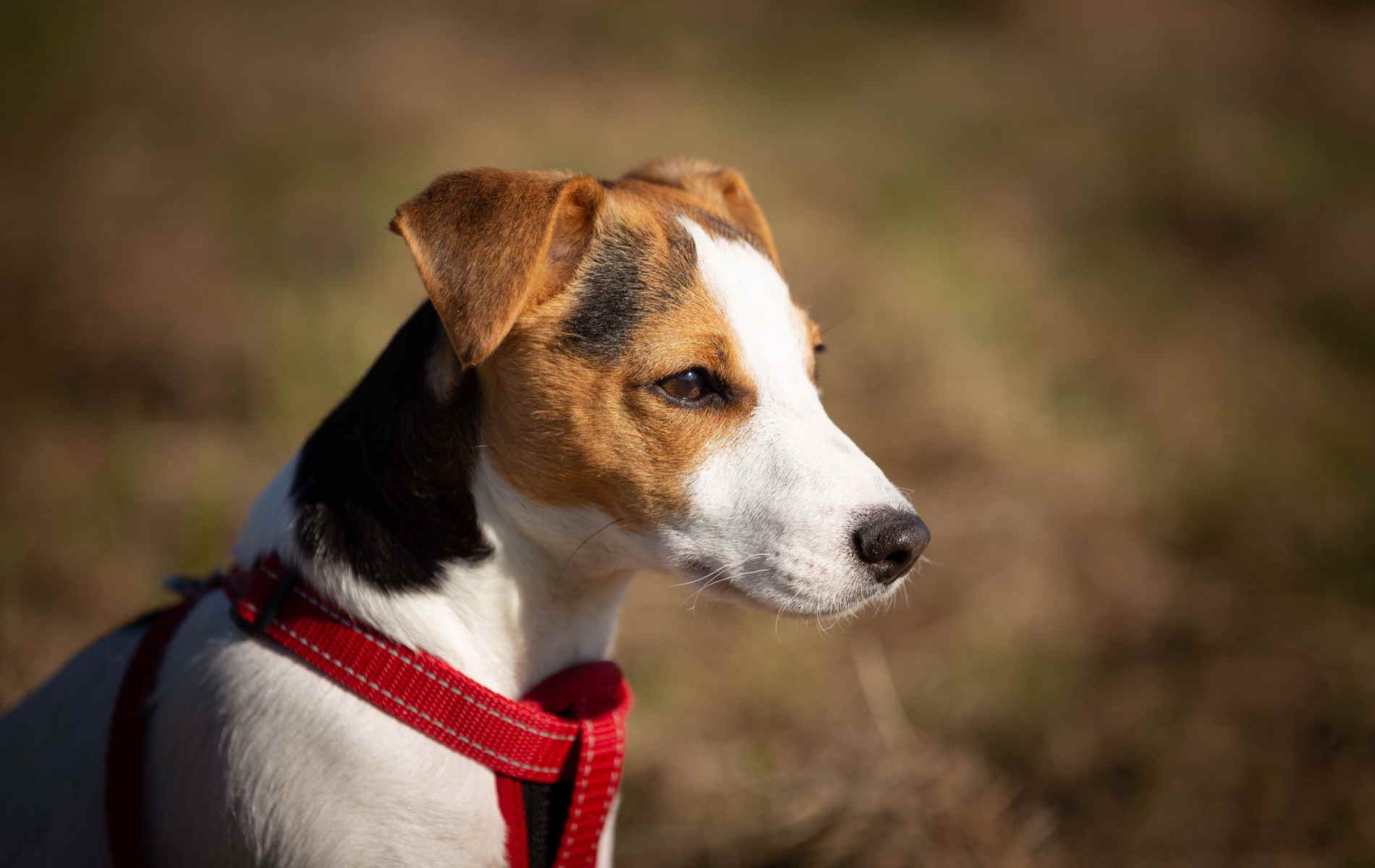 1900x1200 Jack Russell Terrier Wallpaper