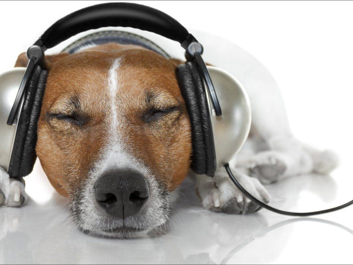 1152x864 Wallpaper download music, dog, headphones, jack russell terrier
