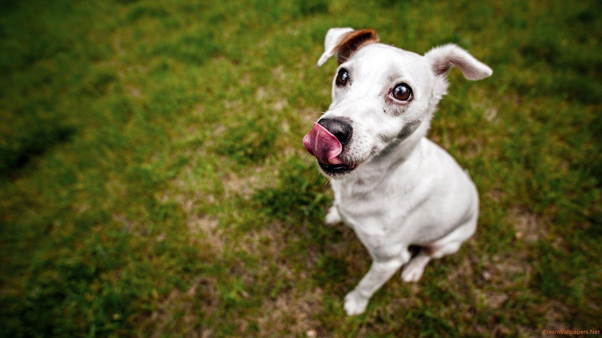 1920x1080 Jack Russell Terrier wallpaper
