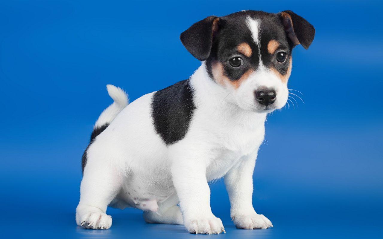 1280x800 Desktop Wallpaper Puppy Jack Russell terrier Dogs Animals