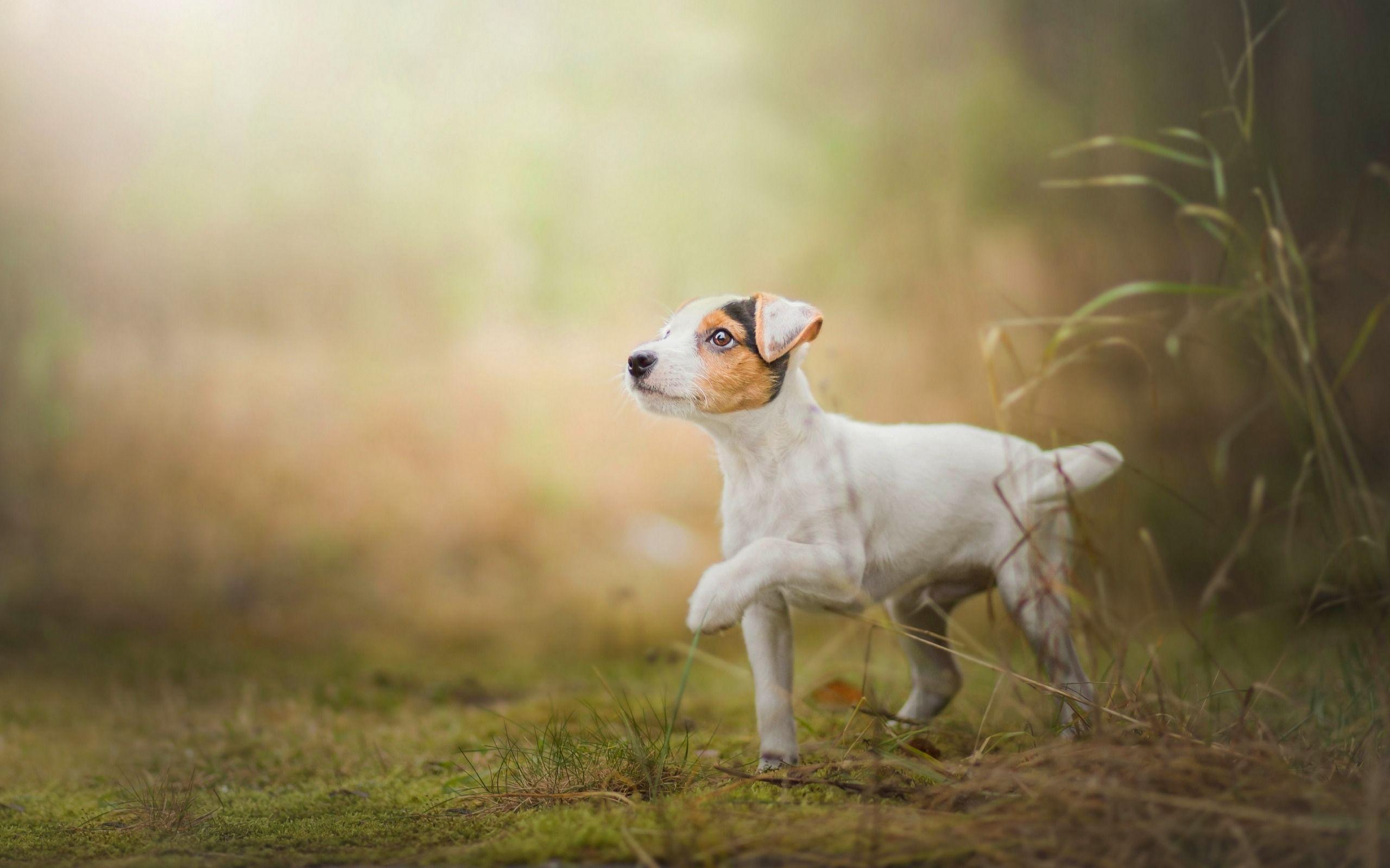 Jack Russell Wallpapers Top Free Jack Russell Backgrounds — free download