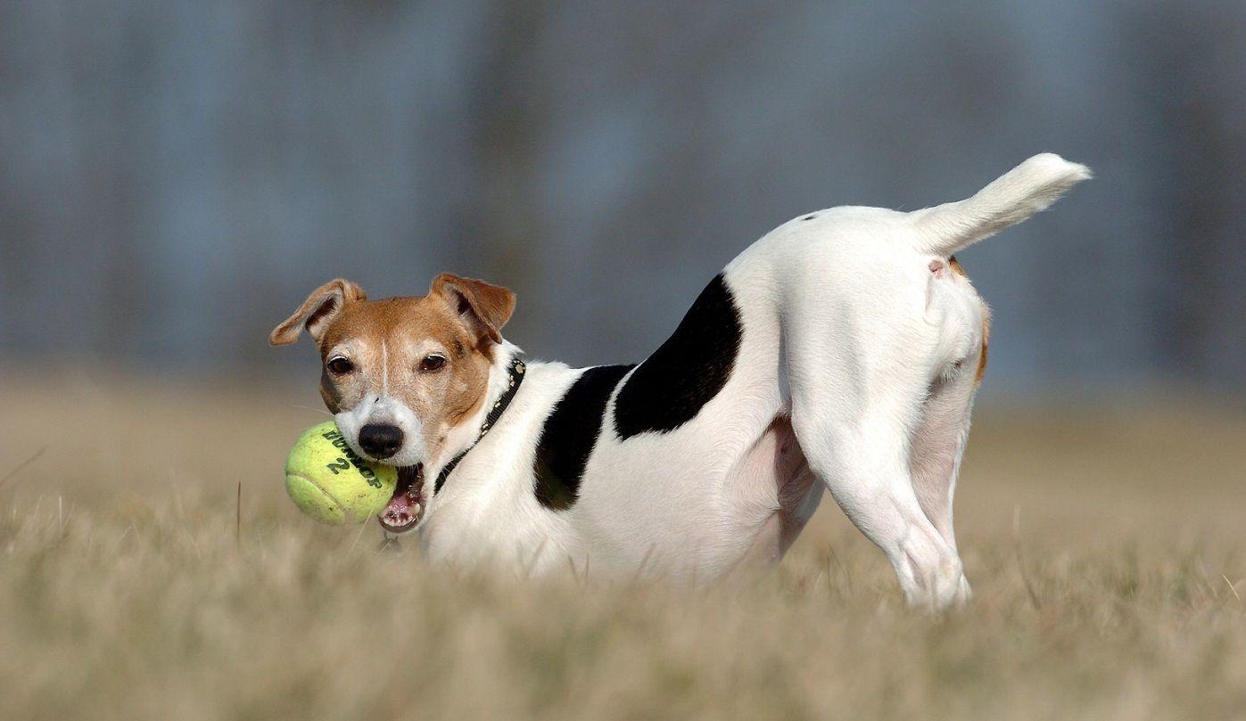 1397x809 Jack Russell Terrier with a ball photo and wallpaper. Beautiful