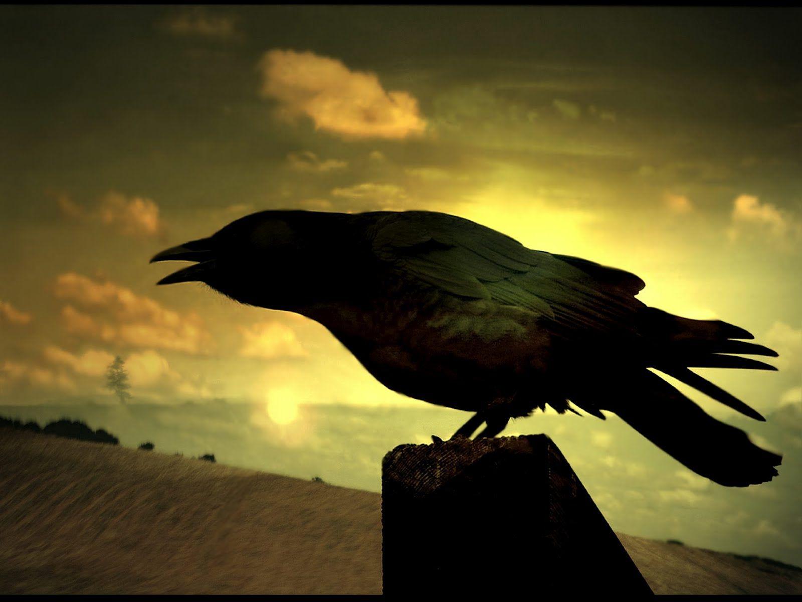 1600x1200 Black Crow Wallpaper Picture Gallery