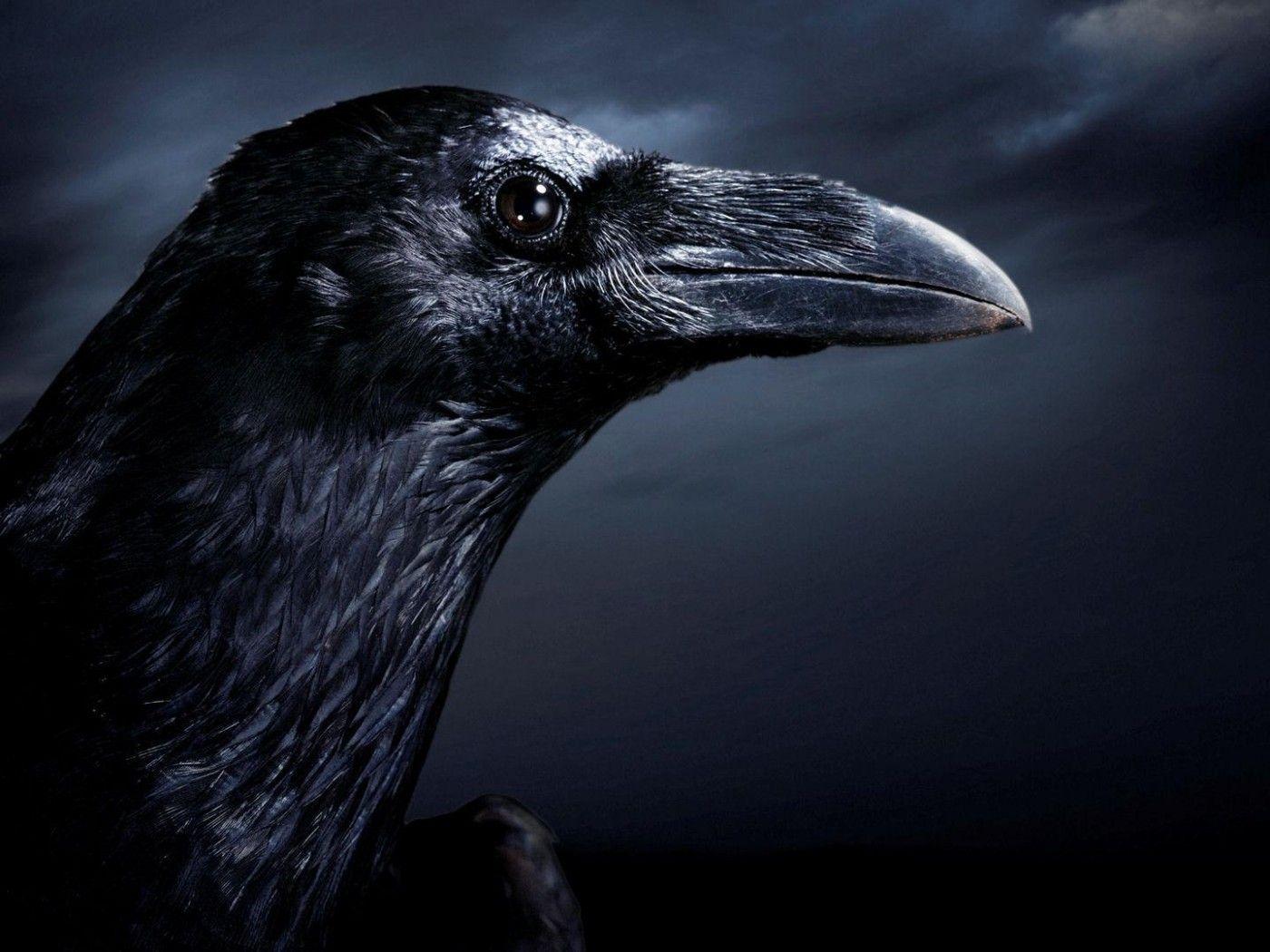 1400x1050 The Raven HD desktop wallpaper : Widescreen : High Definition