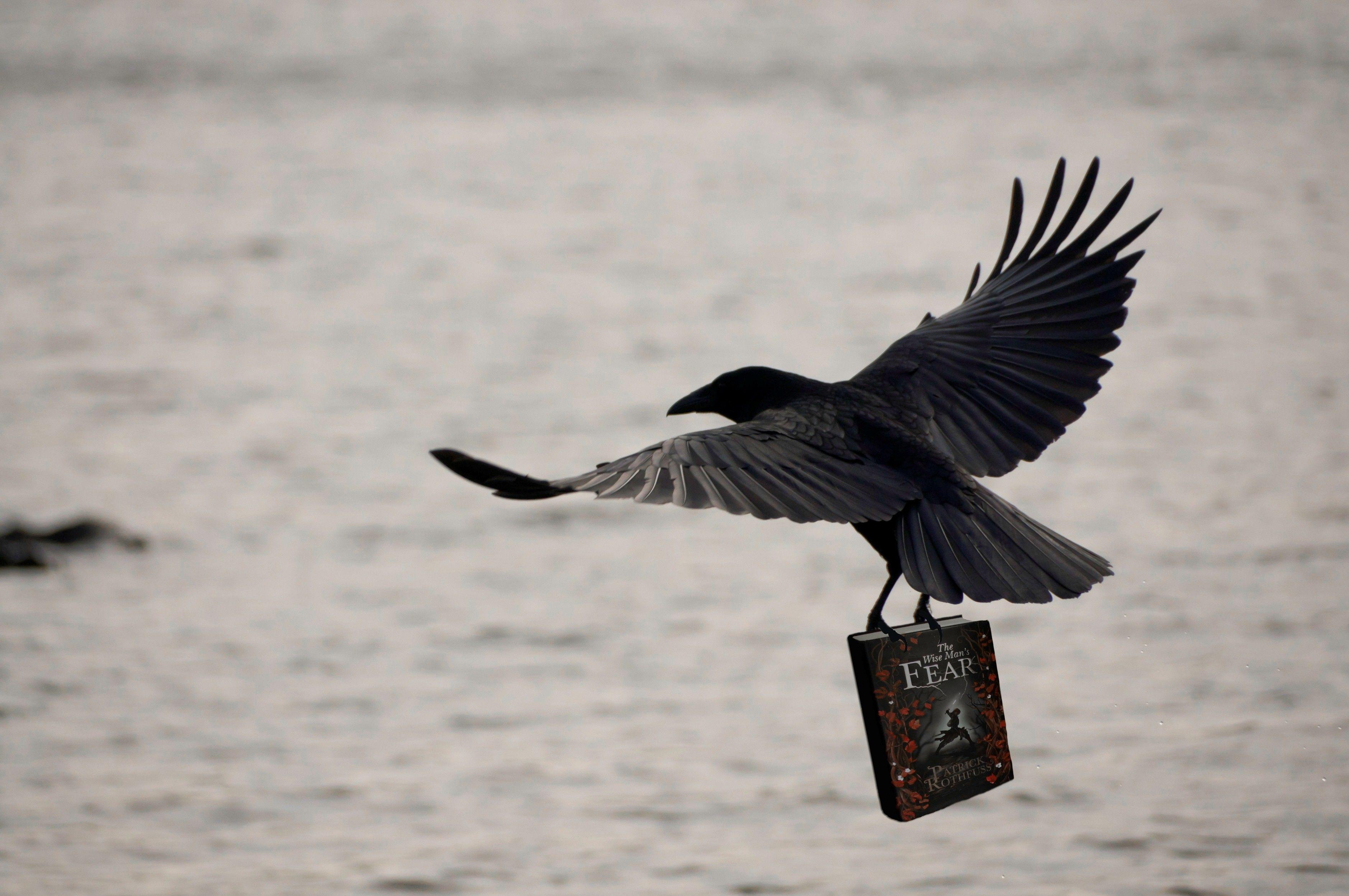 3762x2500 Crow HD Photo. Bird Wallpaper Image Picture Download