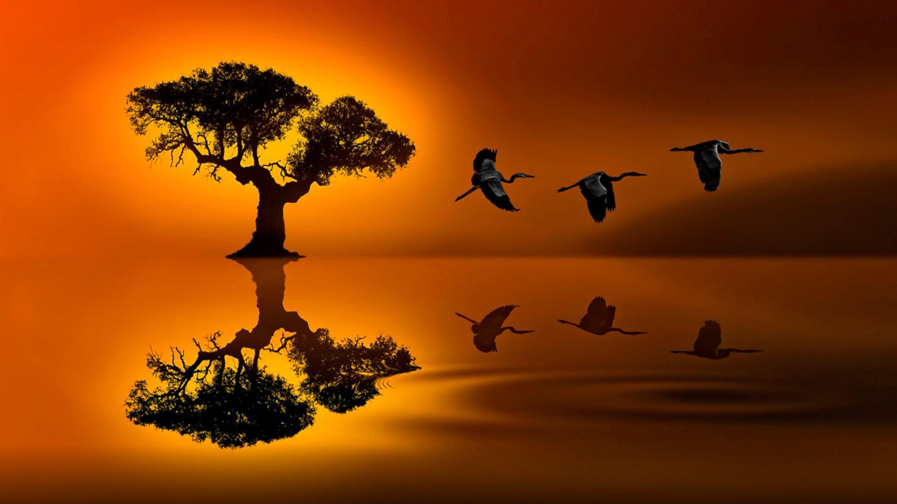 Crane Desktop Wallpapers - Top Free Crane Desktop Backgrounds ...