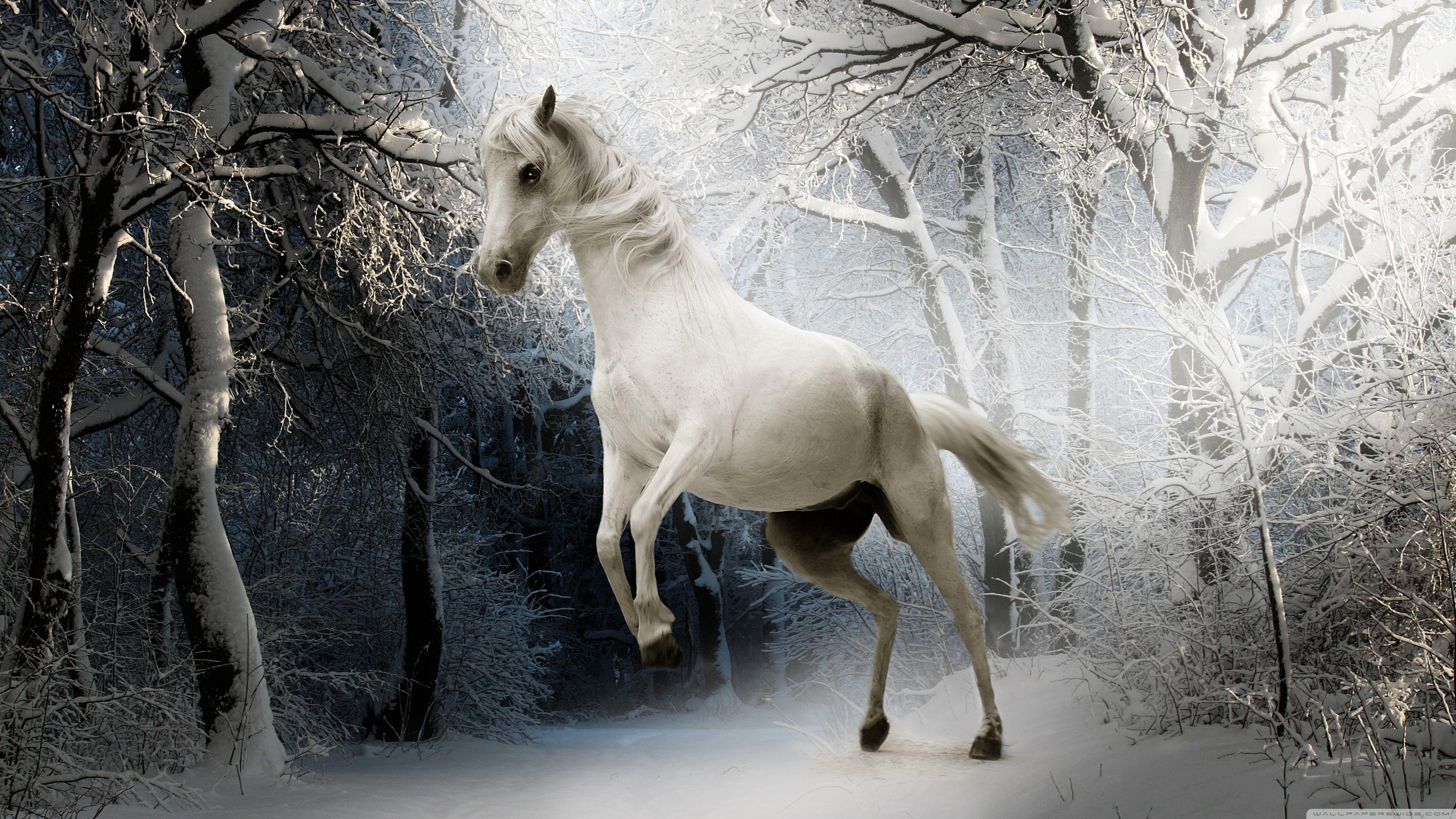 3840x2160 White Horse Ultra HD Desktop Background Wallpaper for 4K UHD TV