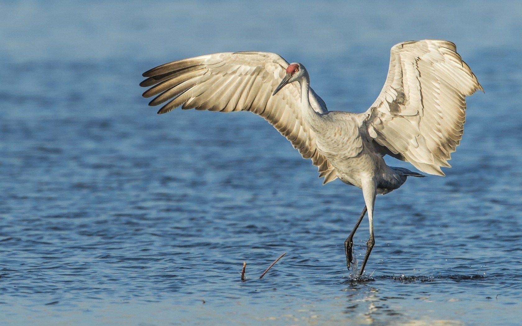 1680x1050 Crane Bird wallpaperx1050