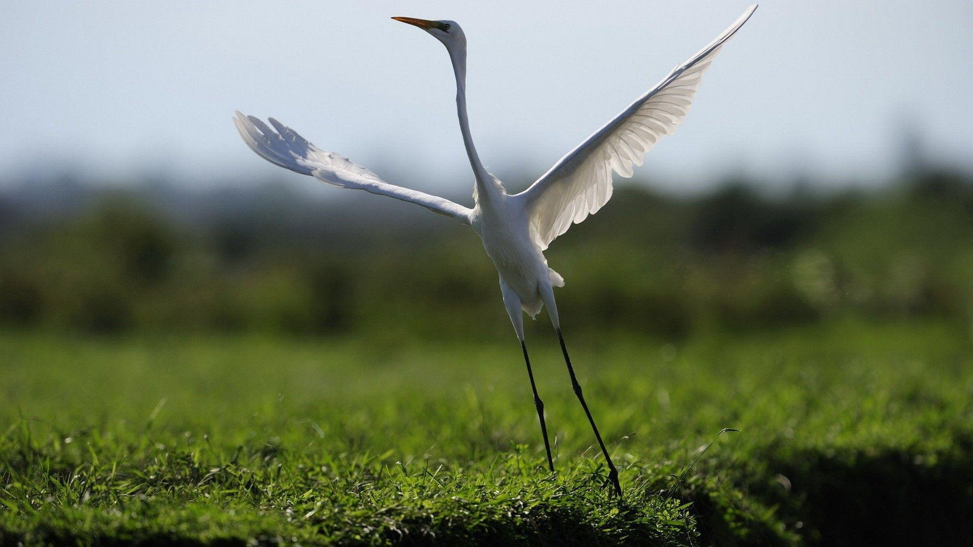 1920x1080 Wonderful Crane Bird Wallpaper