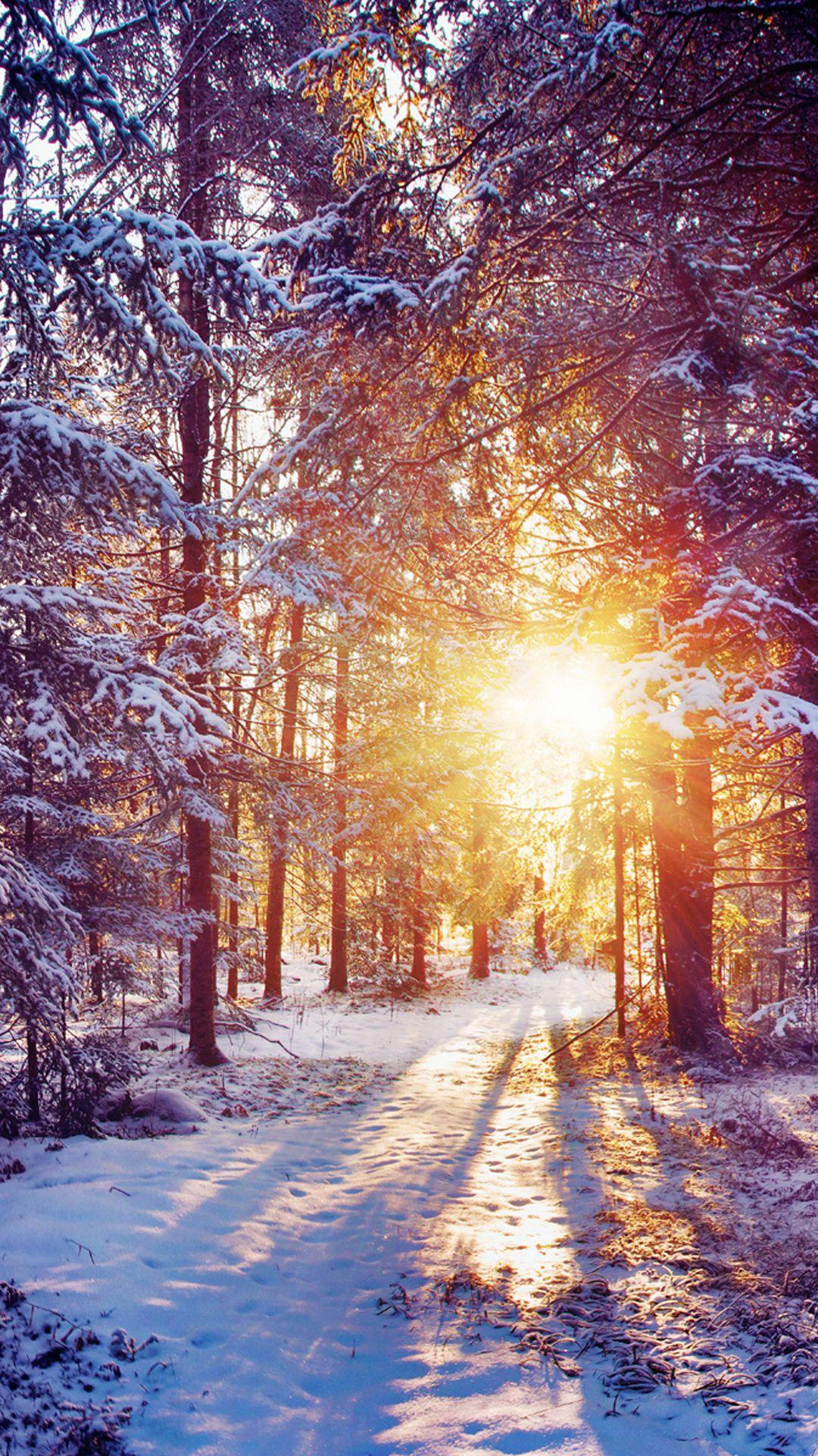1080x1920 Winter Sunset Shining Through Forest Trees iPhone 6 Plus HD