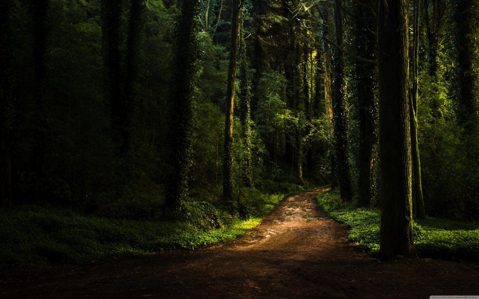 1600x1000 Reasons Why You Have To Visit Sintra In Portugal!. Forest road