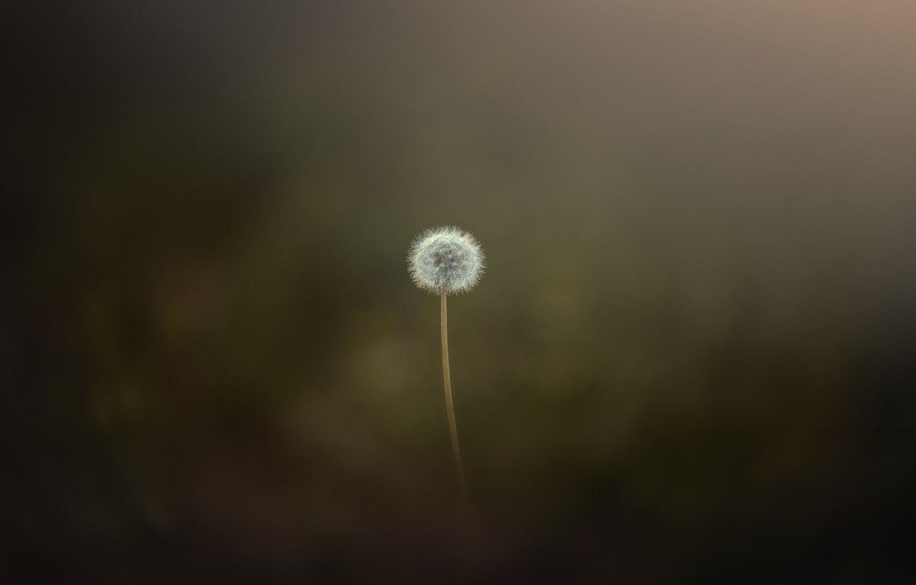 1332x850 Wallpaper nature, dandelion, minimalism image for desktop