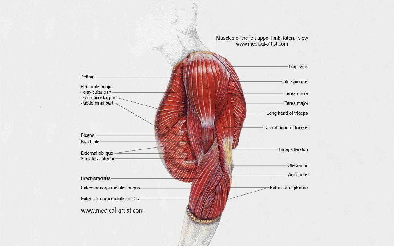 1280x800 Medical Background for PC HD Top Pics