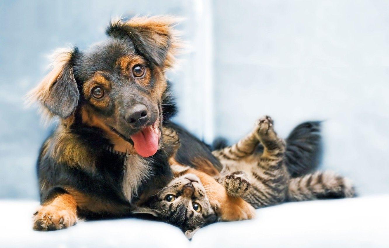 1332x850 Wallpaper Dog, puppy, cat, animal, sweet, funny, snout image for desktop, section животные