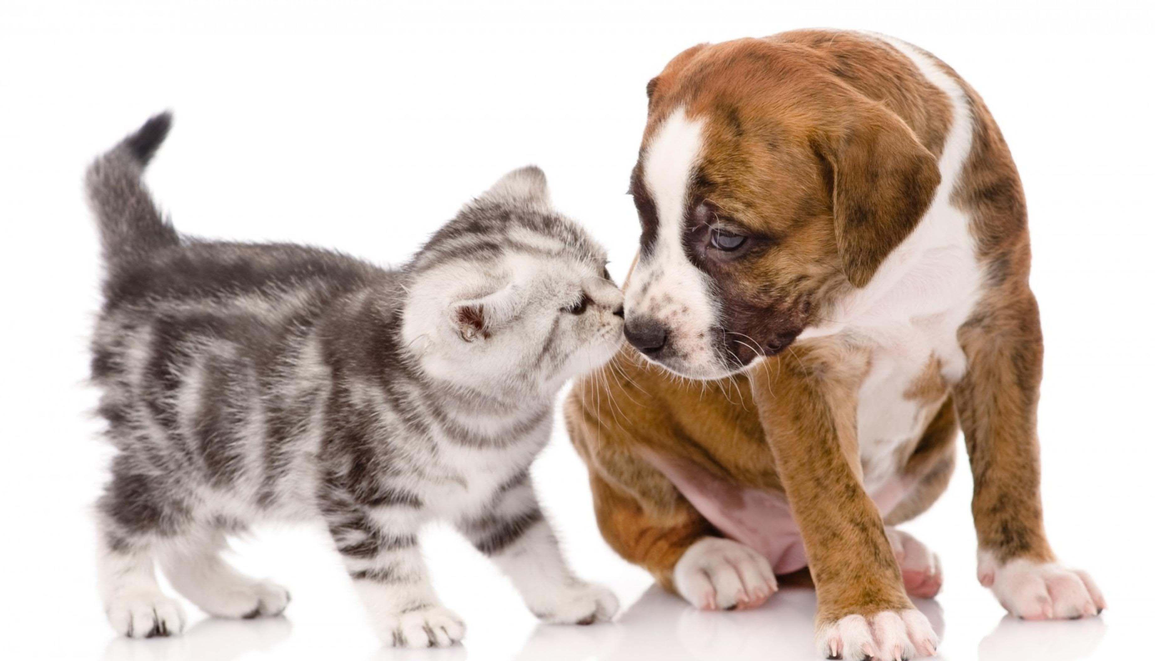 Cat and Dog Funny Wallpapers Top Free Cat and Dog Funny Backgrounds