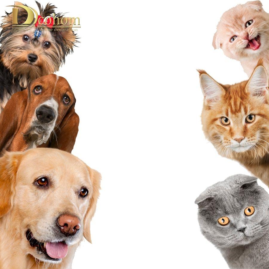 Cat and Dog Funny Wallpapers - Top Free Cat and Dog Funny Backgrounds