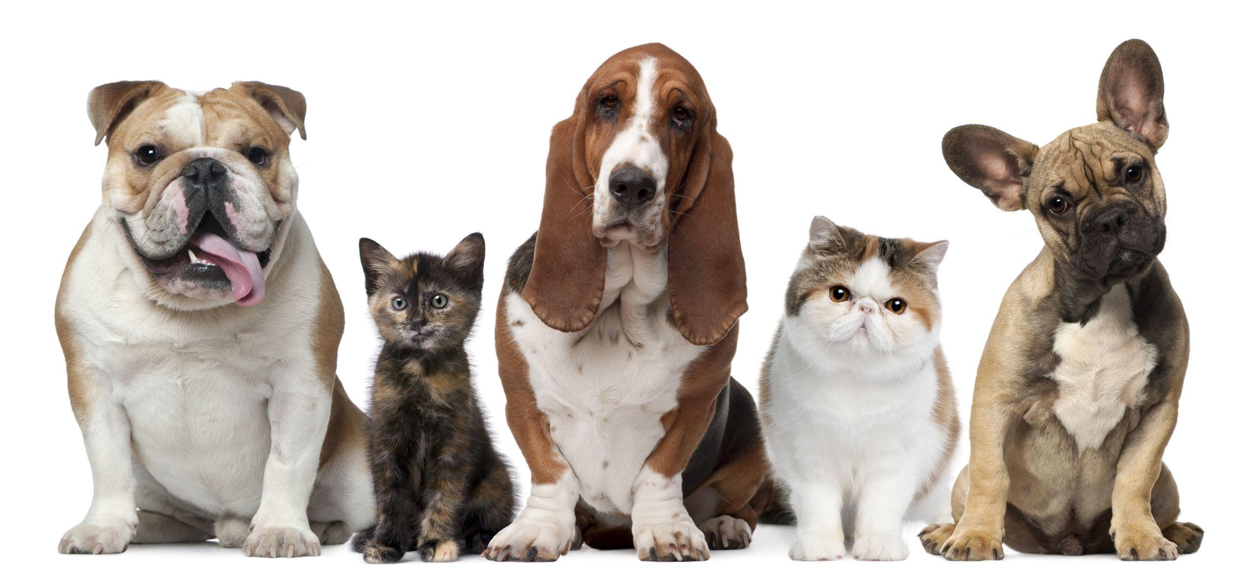 2546x1180 Funny Dogs And Cats Living Together 4 Cool Wallpaper