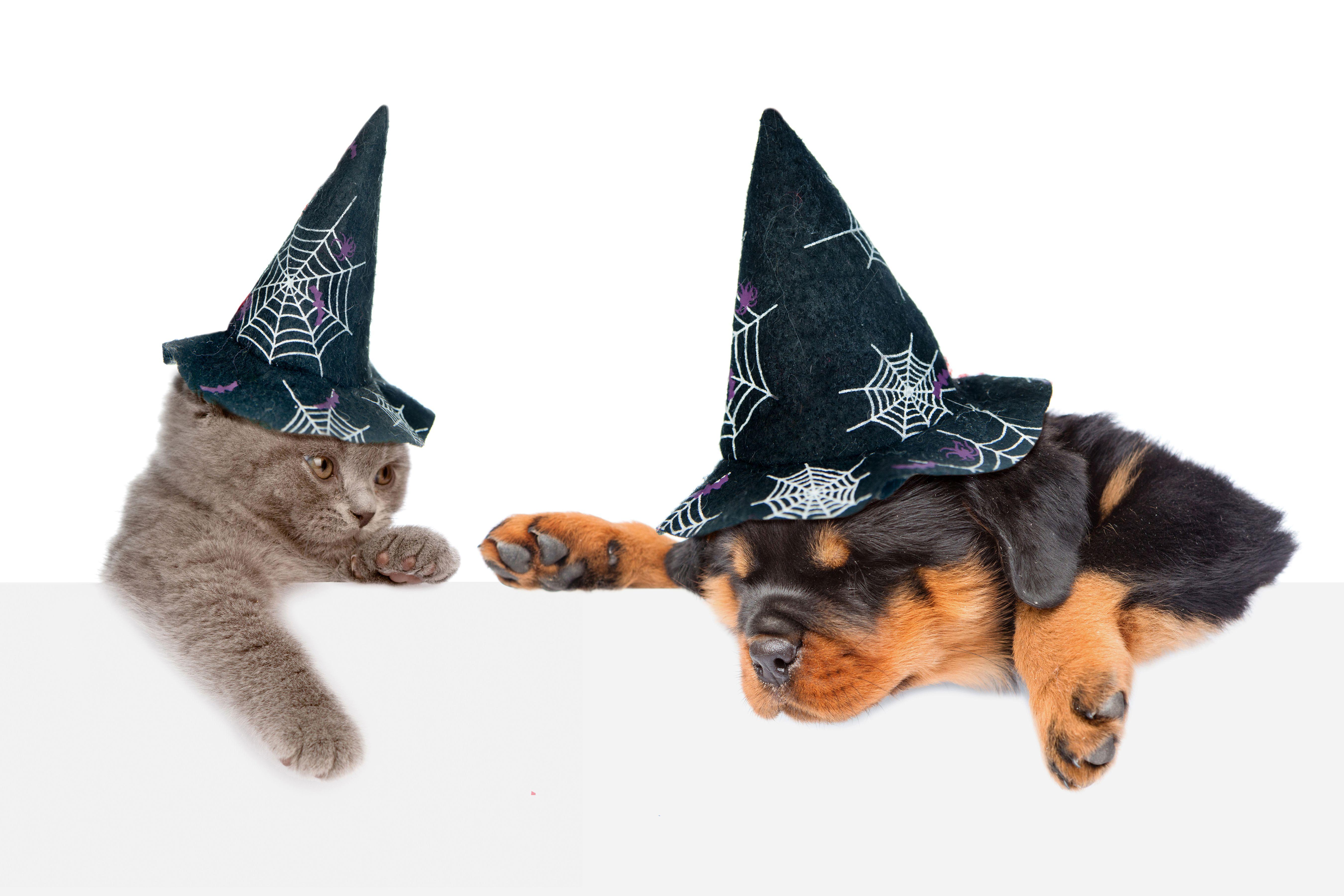 5400x3600 Picture animal Puppy kitty cat Rottweiler Dogs Cats Hat 5400x3600