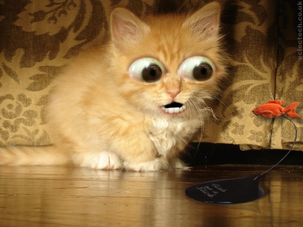 1024x768 Funny Cats HD