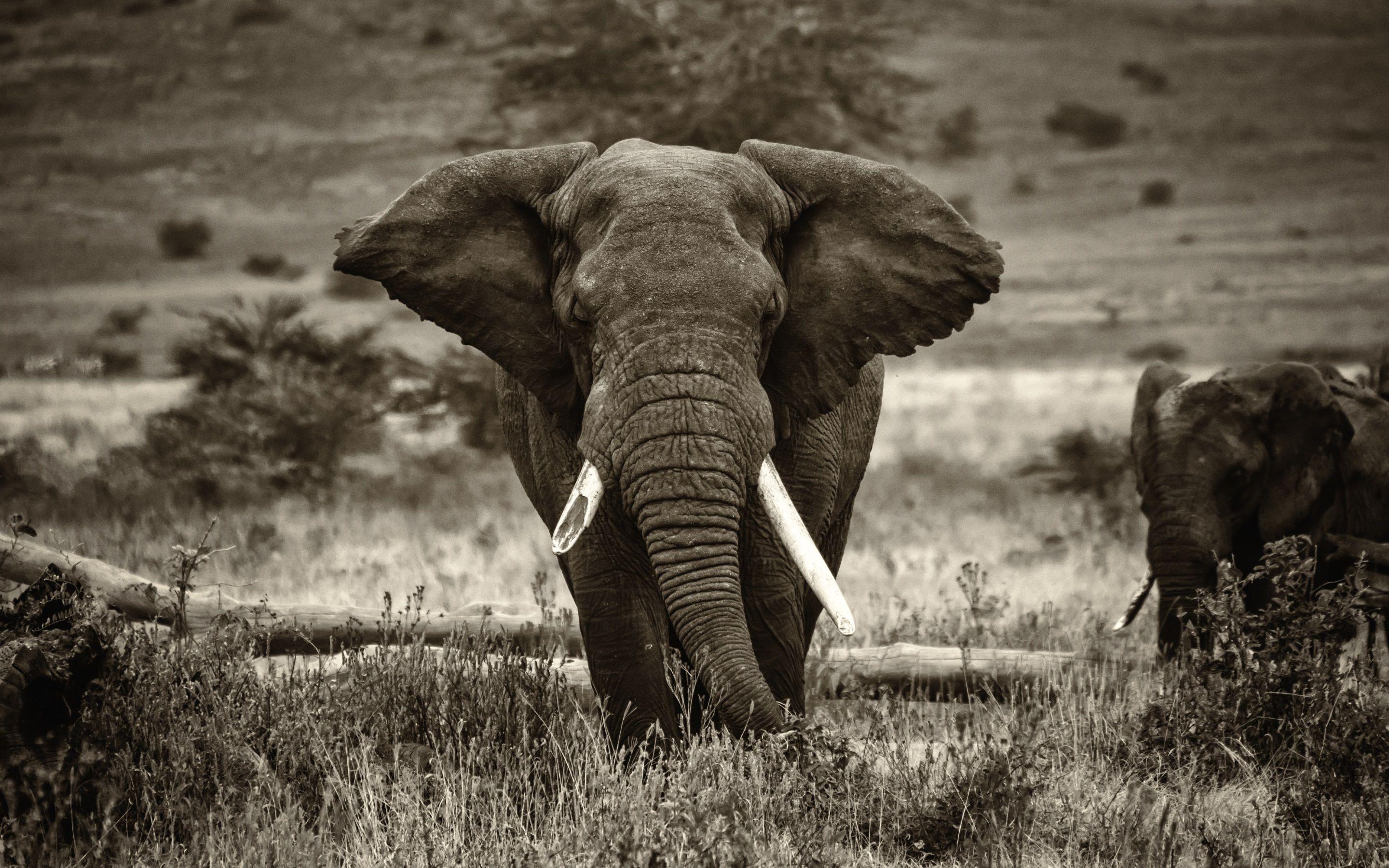 2880x1800 Elephant Wallpaper. Cute Elephant