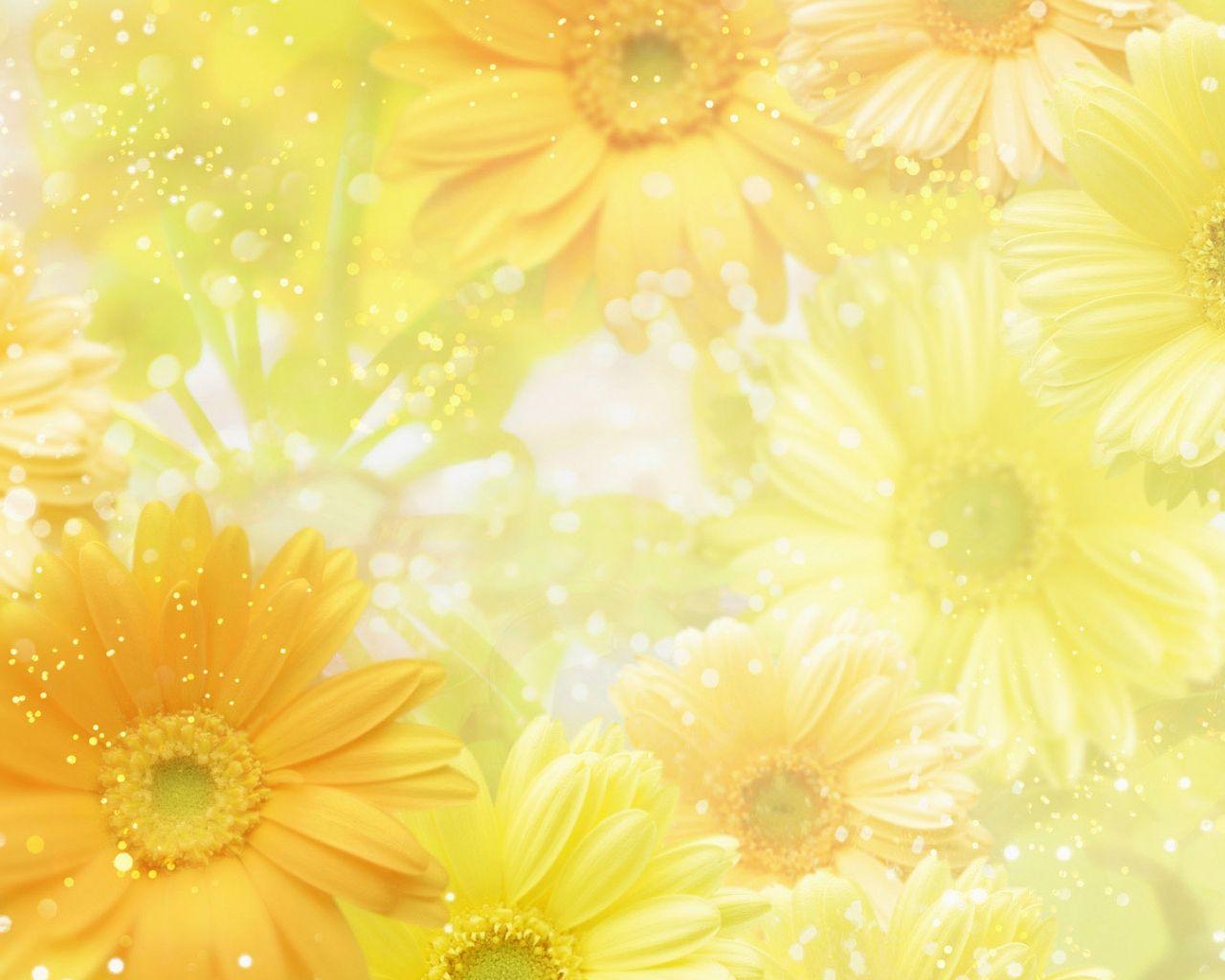 Yellow Daisy Wallpapers - Top Free Yellow Daisy Backgrounds -  WallpaperAccess