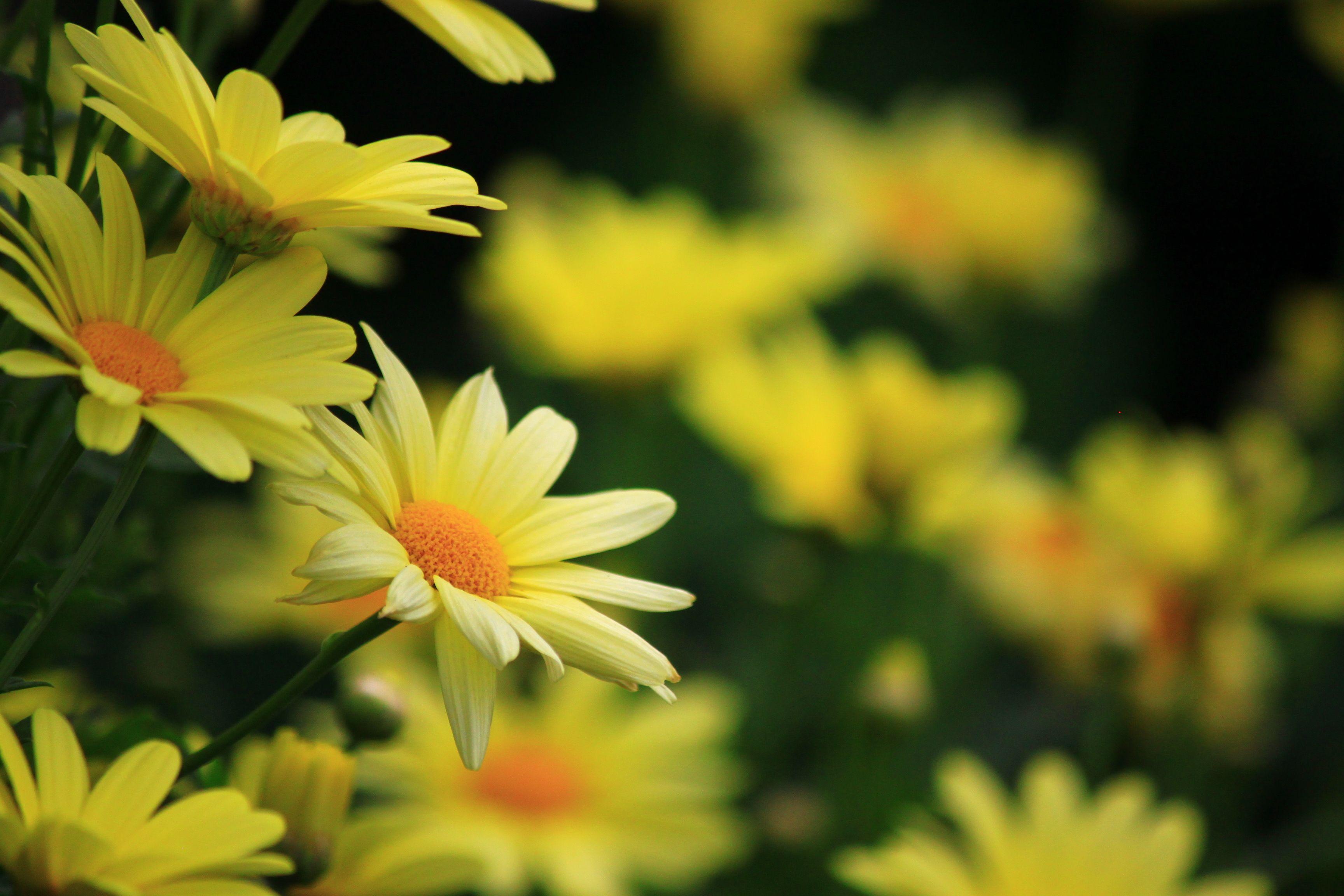 Yellow Daisy Wallpapers - Top Free Yellow Daisy Backgrounds