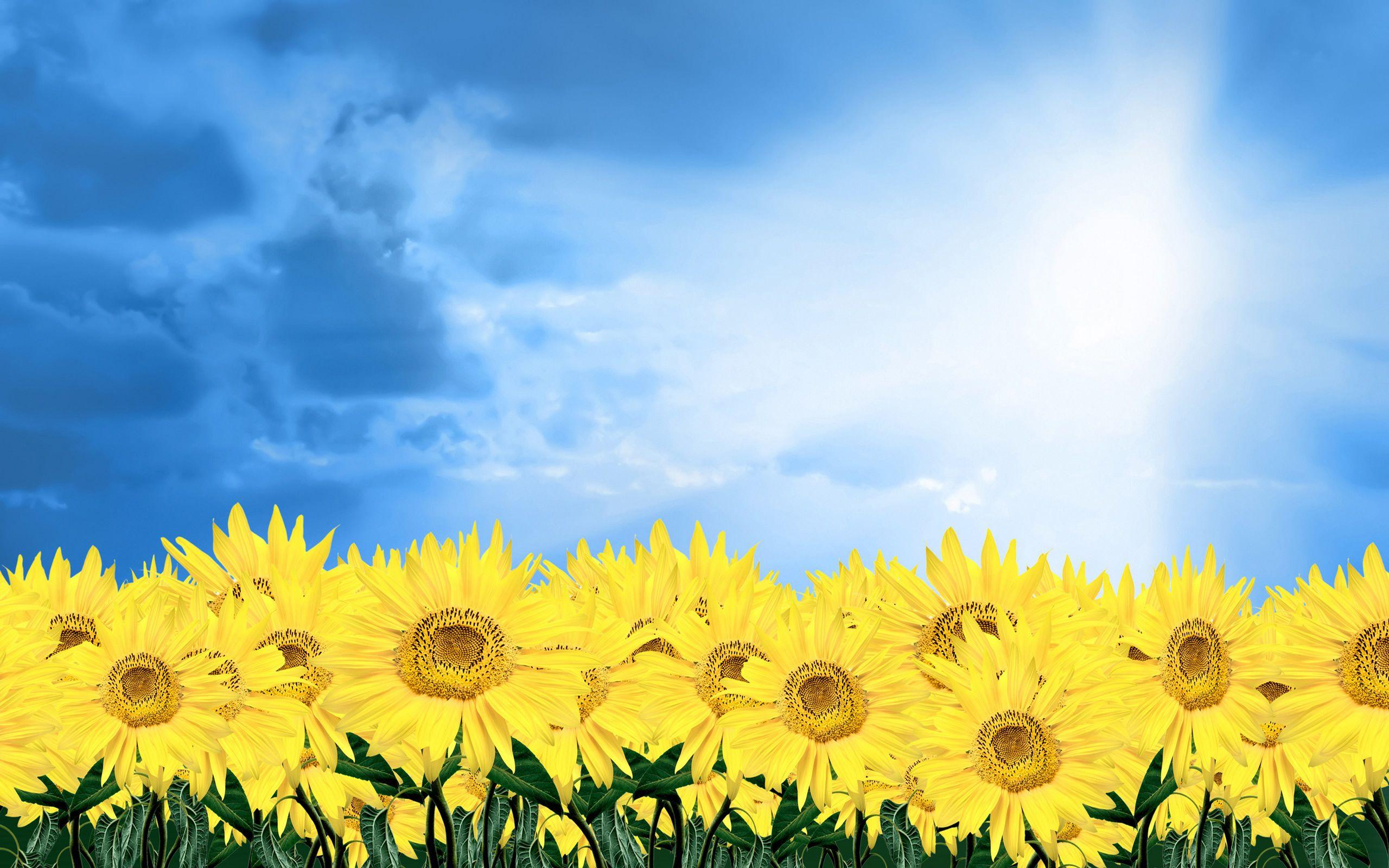 2560x1600 Free download Yellow daisies Wallpaper Yellow daisies Background Yellow daisies [2560x1600] for your Desktop, Mobile & Tablet. Explore Yellow Daisy Wallpaper. Red and Yellow Wallpaper, Daisy Wallpaper for Desktop