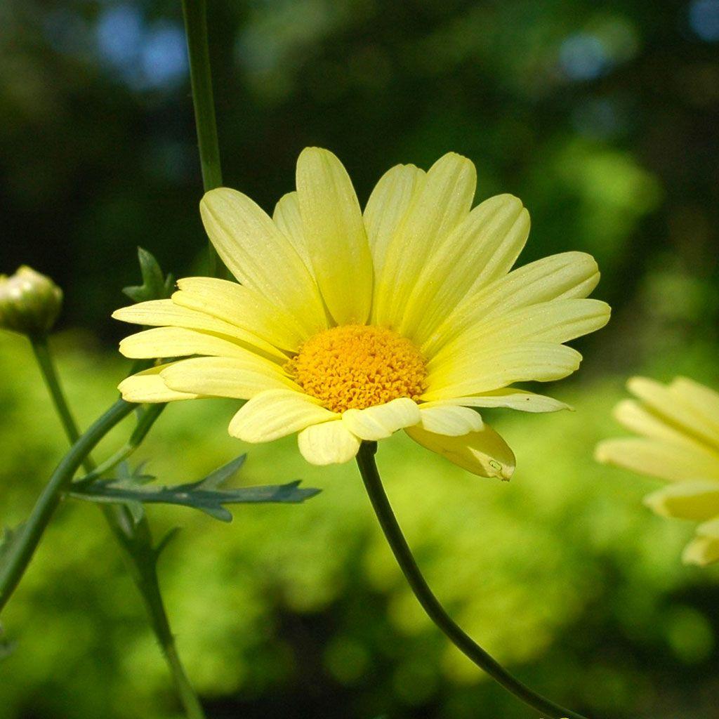 Yellow Daisy Wallpapers Top Free Yellow Daisy Backgrounds