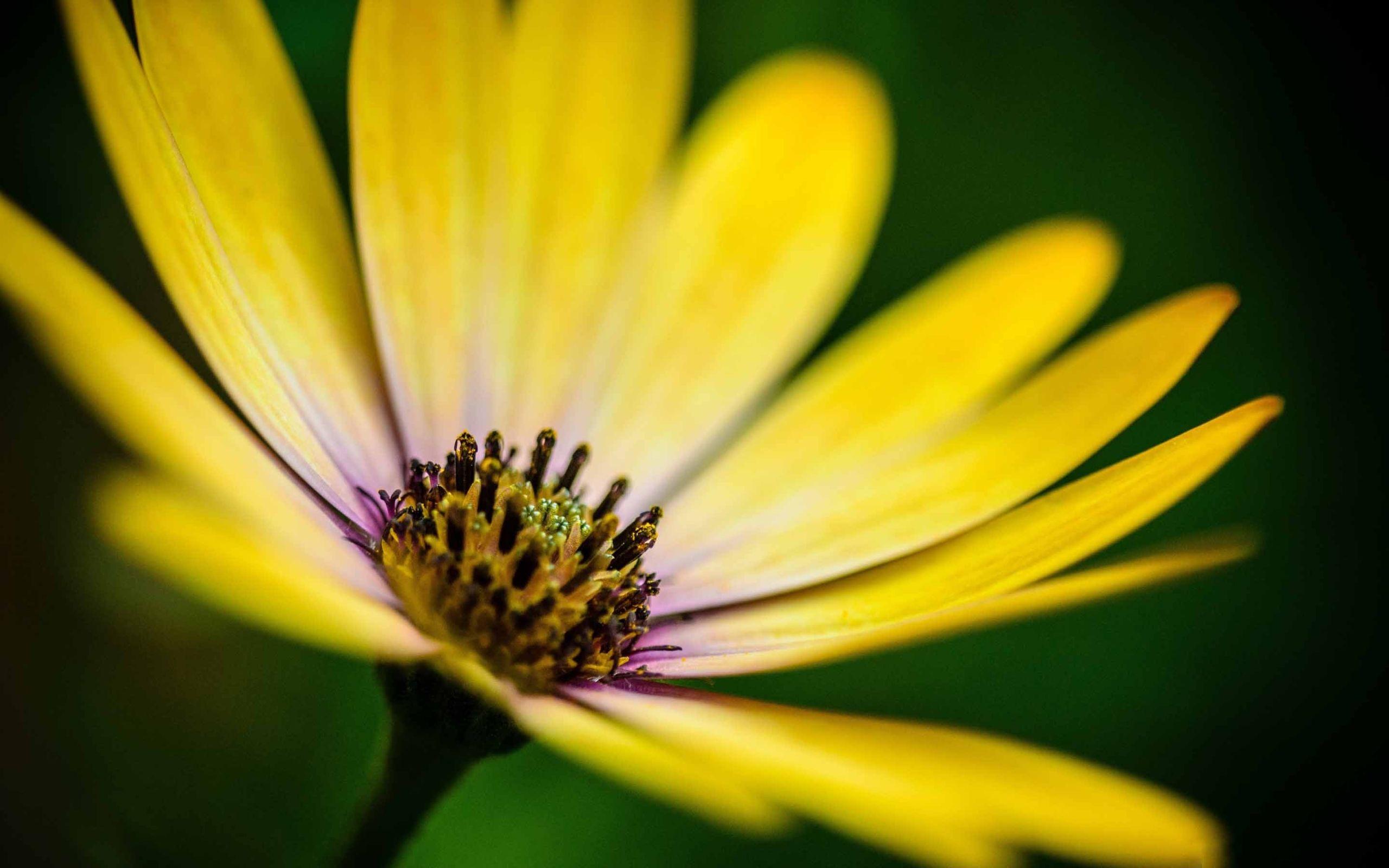 Yellow Daisy Wallpapers Top Free Yellow Daisy Backgrounds
