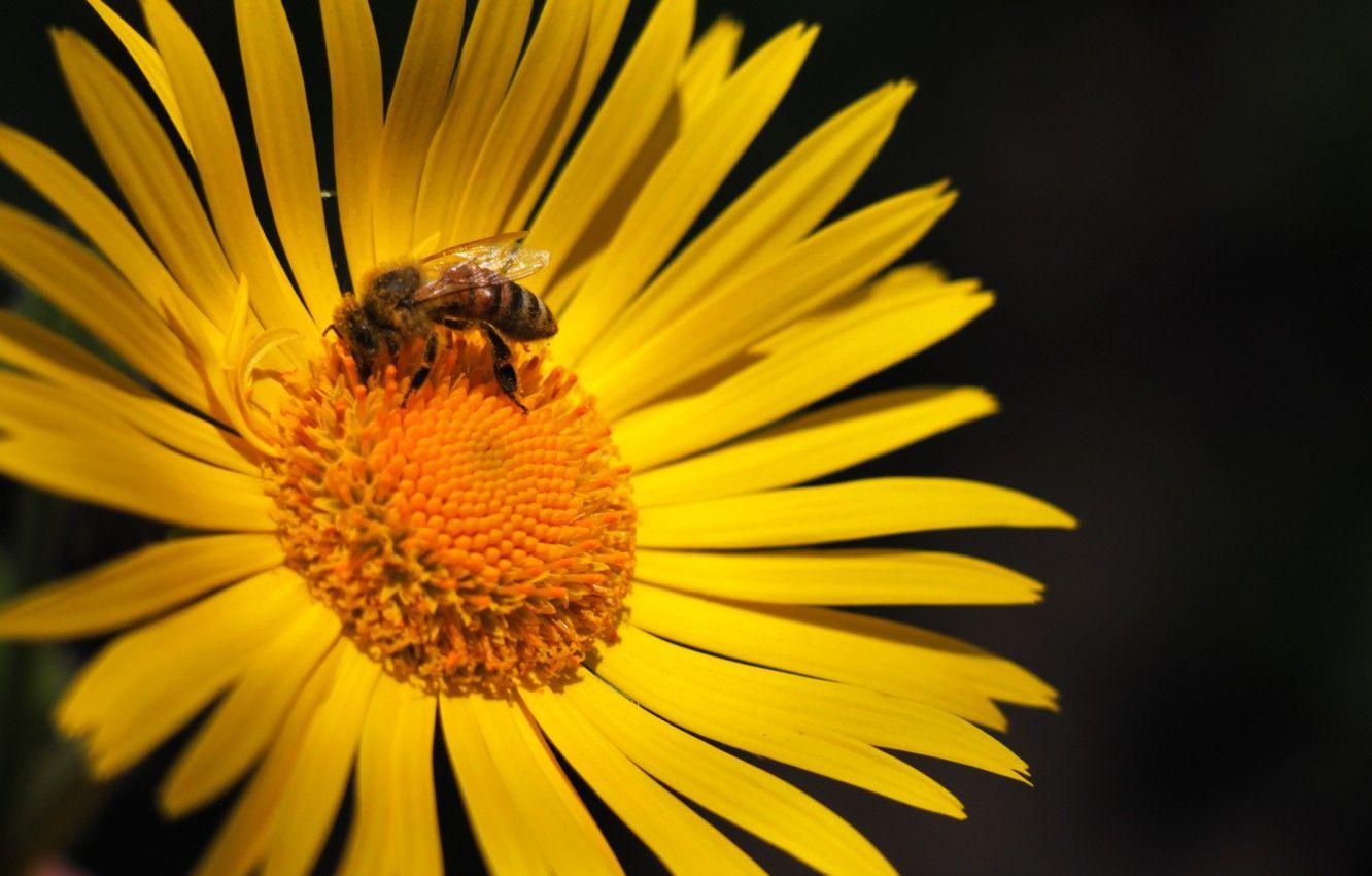 1332x850 Wallpaper flower, bee, background, Wallpaper, Daisy, yellow flower